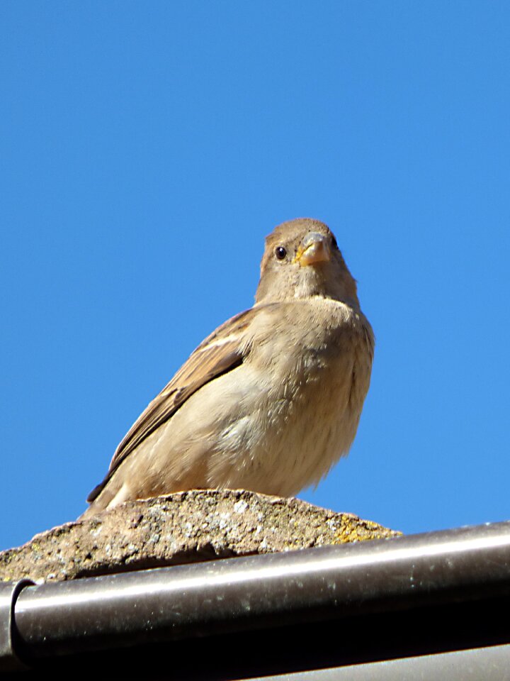 Detail bird roof