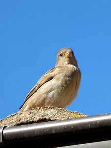 Detail bird roof