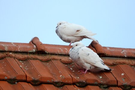White dove pigeon city bird