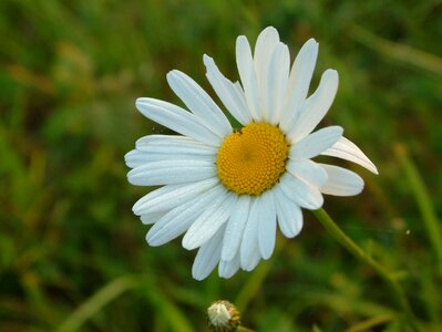 Flower marguerite spring