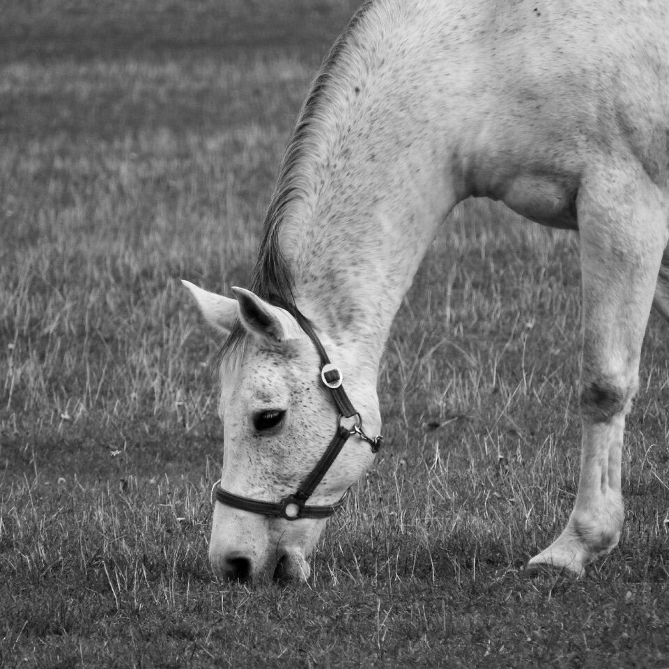 Feast black and white b w photography