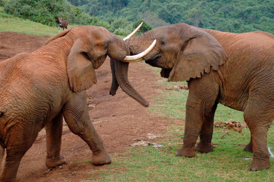 Africa aberdare park kenya