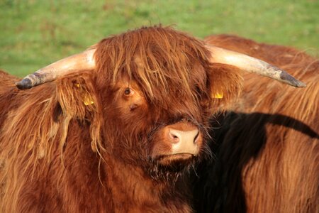 Shaggy agriculture scottish hochlandrind photo