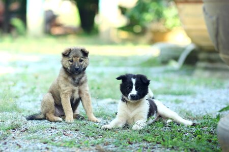 Dog animal friendship
