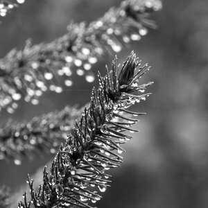 Black and white drops of water twig
