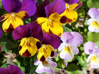 Thinking beauty garden
