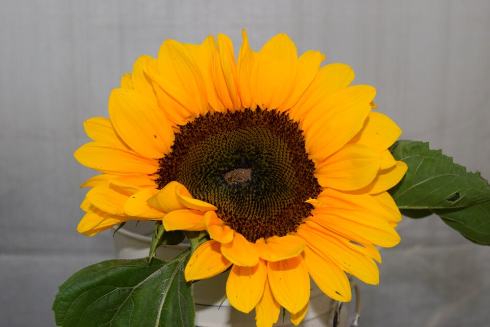 Floral yellow summer