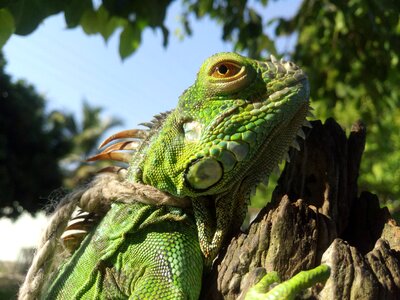 Nature lizard reptiles