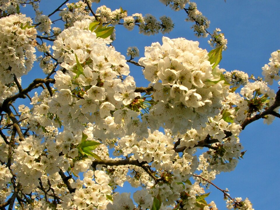 White nature garden