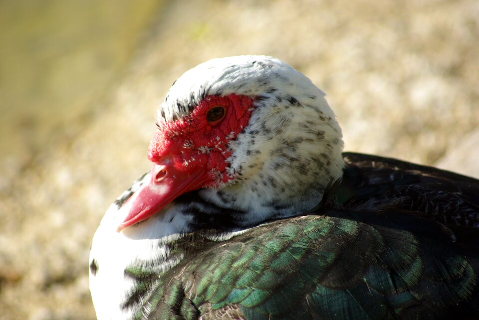Duck poultry duck barbarism