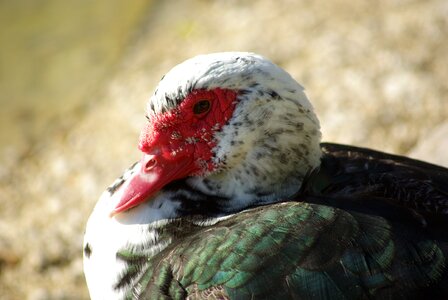 Duck poultry duck barbarism