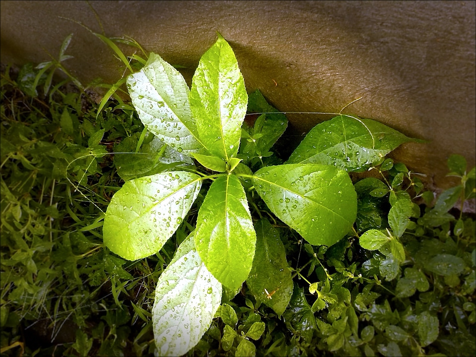 Natural botanical organic