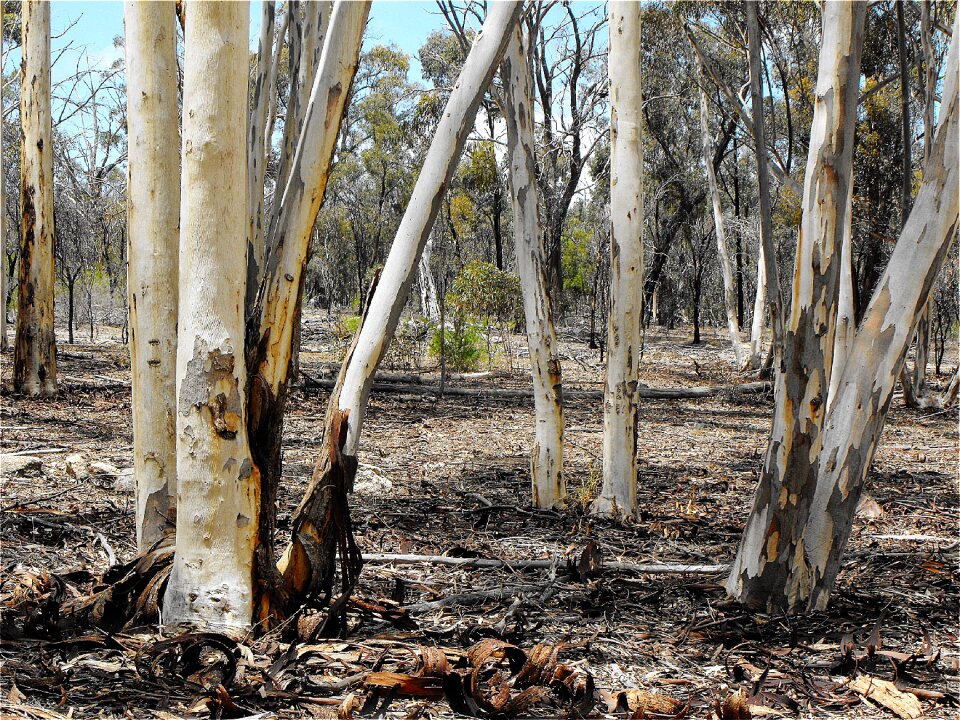 Branch eucalyptus australia