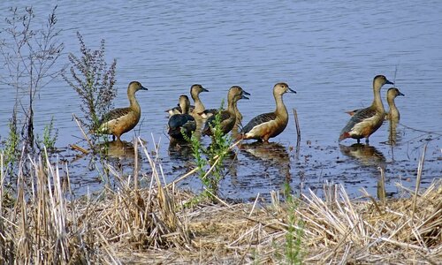Lesser whistling duck dendrocygna javanica indian whistling duck