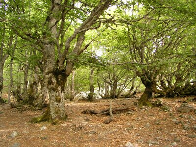Lugo trees sad
