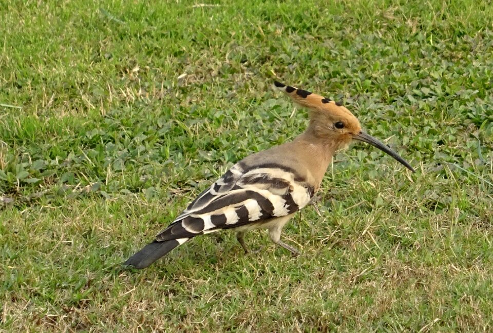 Upupa epops upupidae wildlife