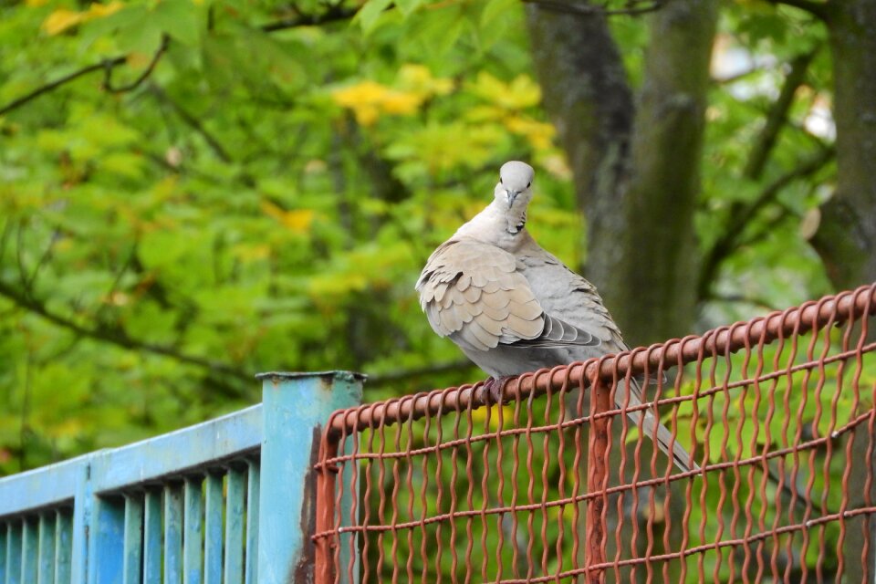 Dove bird on a fence pigeon