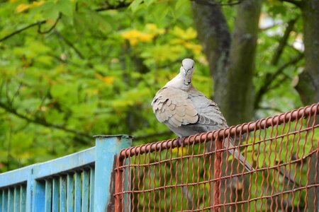 Dove bird on a fence pigeon