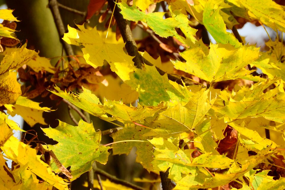 Acer platanoides yellow leaves autumn leaves
