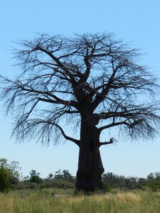 Safari tree national park