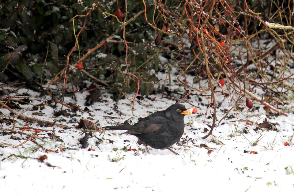 Foraging songbird eat