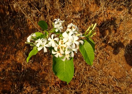 Flora indrajao medicinal