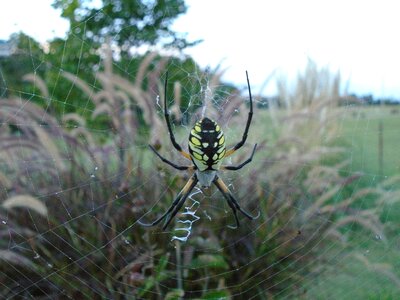 Web wildlife arachnophobia photo