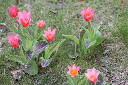 Tulips spring flowers spring meadow