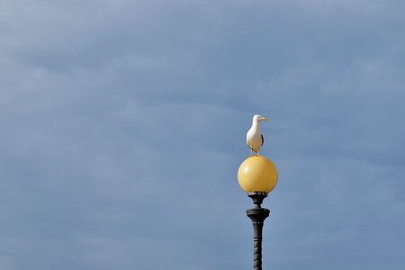 Seagull seagulls vista