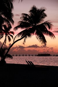 Palm in the dawn caribbean skies photo
