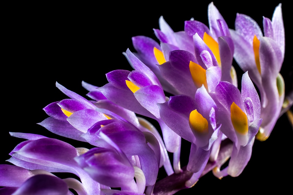 Bloom flower purple