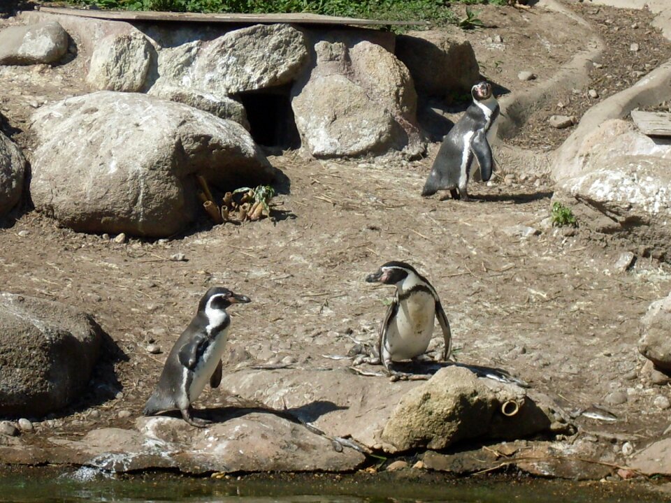 Zoo animals the zoological garden