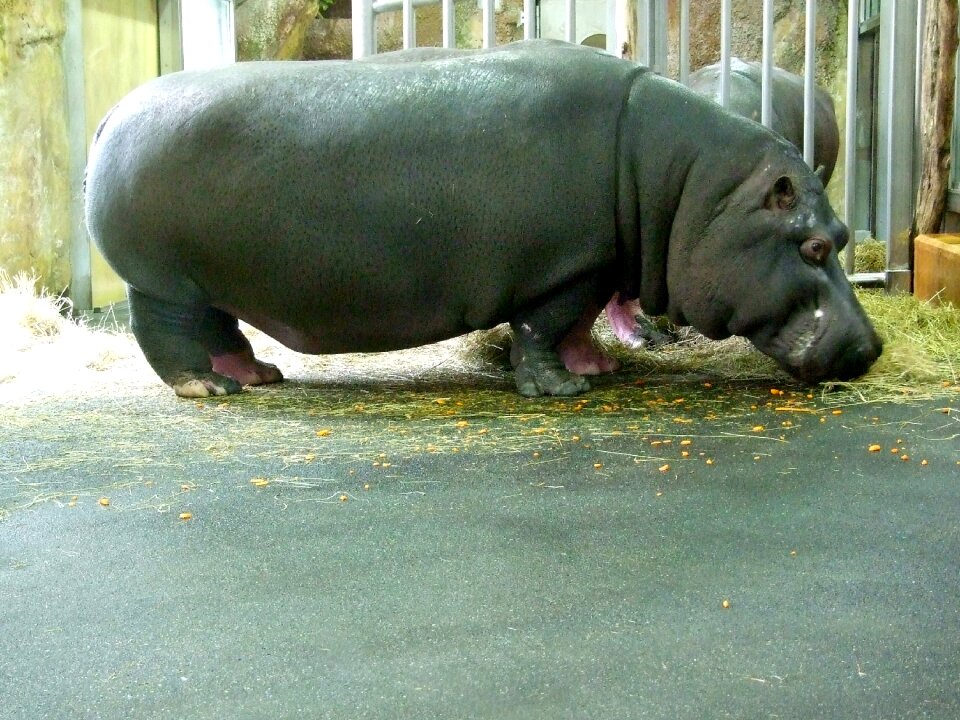 Hippo zoo Free photos