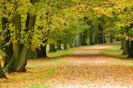 Autumn autumn park romantic photo