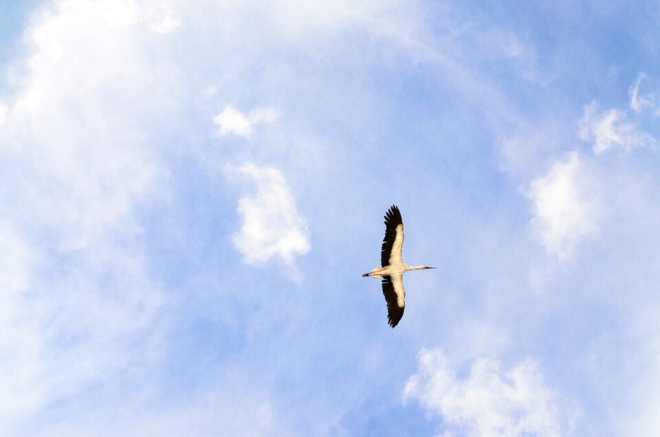 Fly nature blue