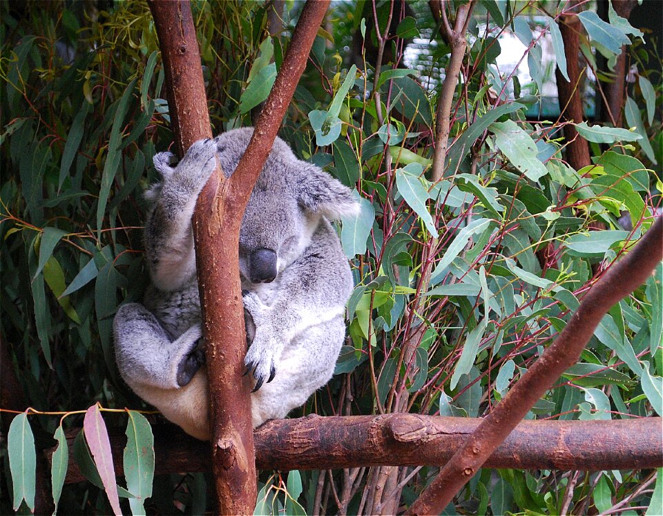 Cute wildlife eucalyptus