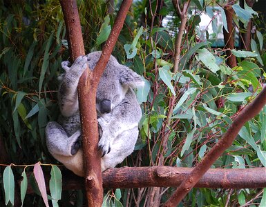 Cute wildlife eucalyptus photo