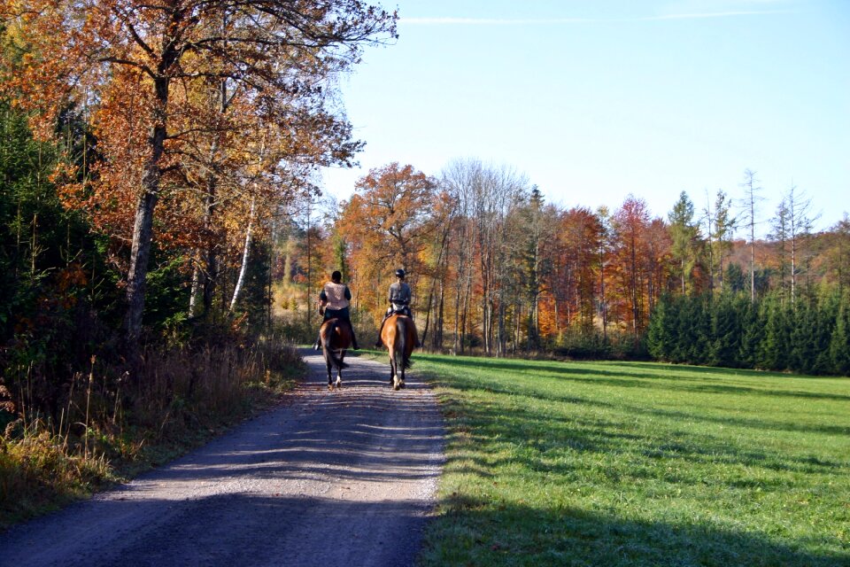 Reiter horses equestrian