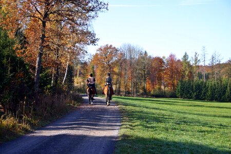 Reiter horses equestrian photo