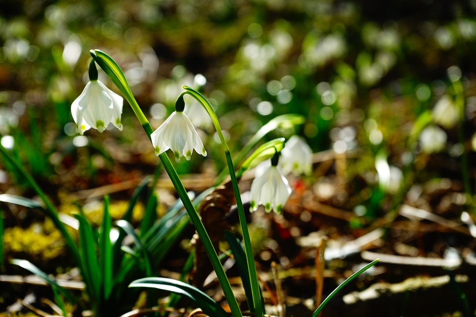 Bloom white forest