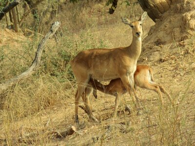Feeding female benin