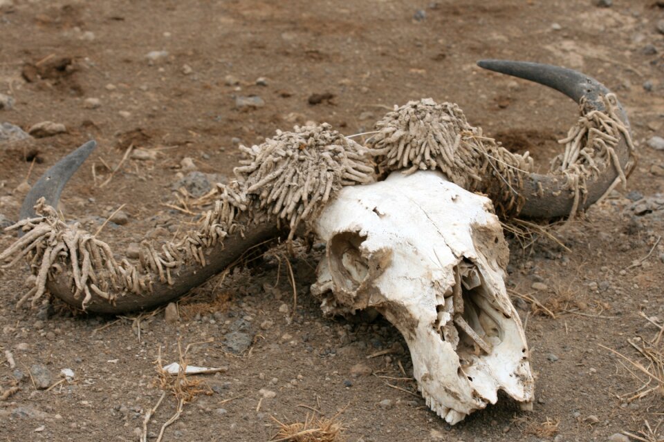 Brown death brown skull