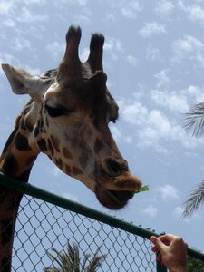 Zoo neck animal world