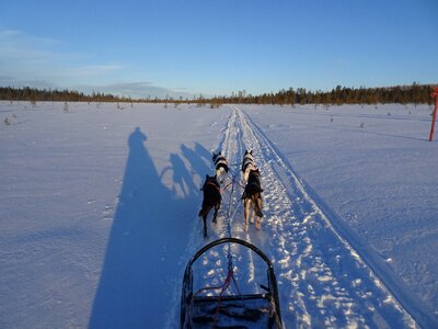 Finland lapland snow dog photo