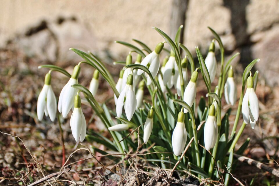 Early bloomer spring flower flower white