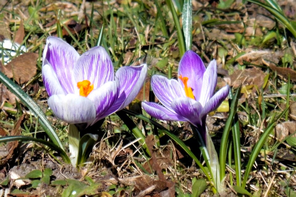 Early bloomer frühlingsanfang pink