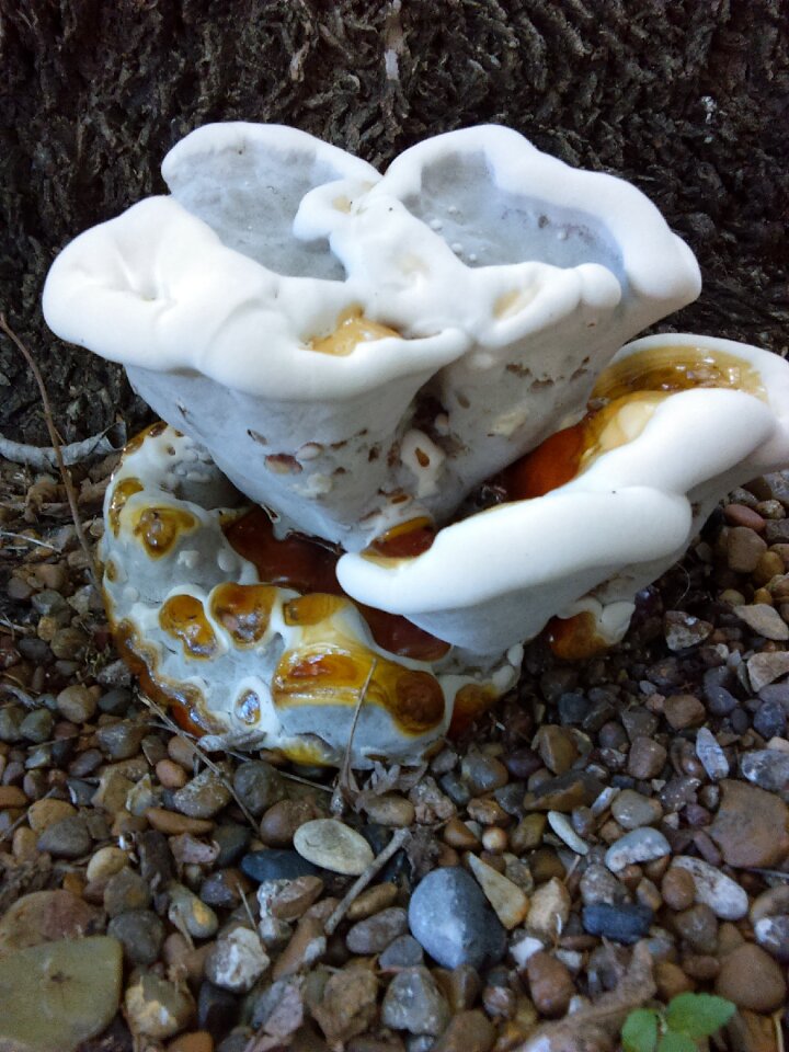Growth mushroom