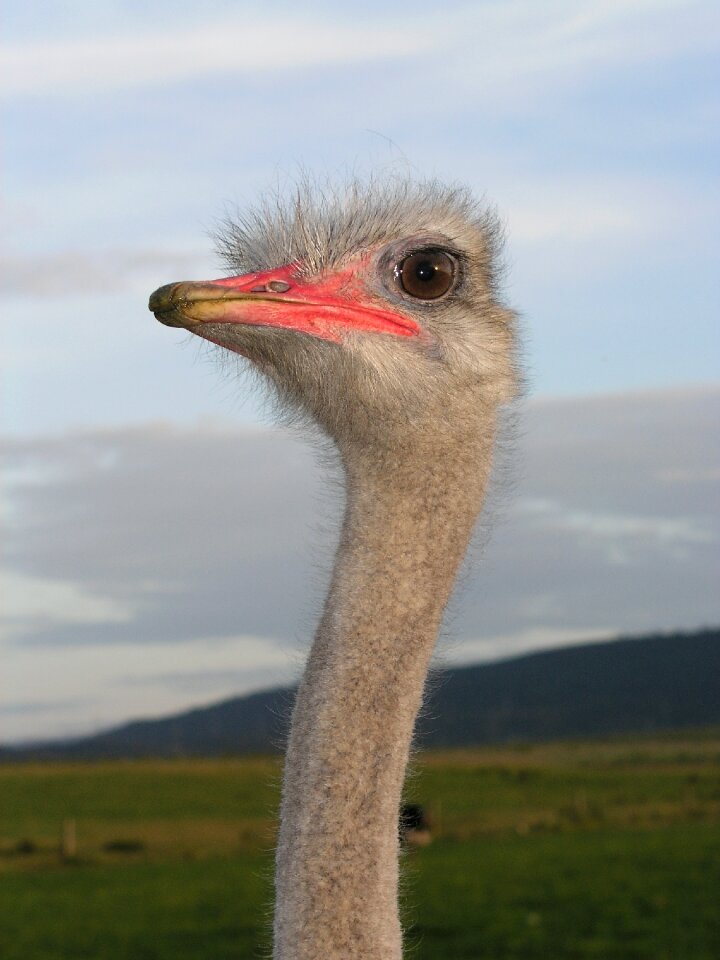 Ostrich ave head