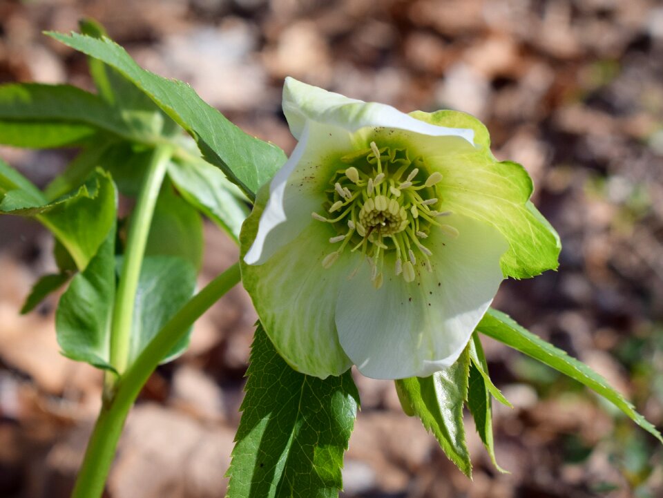 Bud flower blossom
