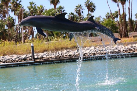 Dolphins leap